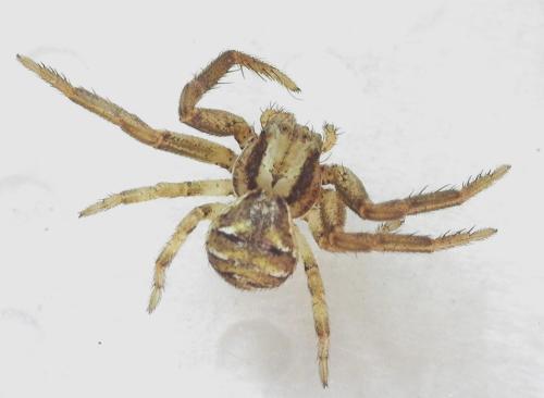 Xysticus sp.